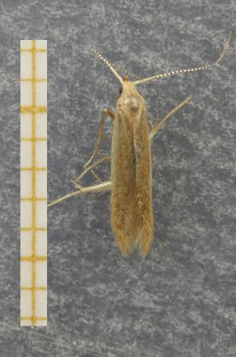 Coleophora flavipennella